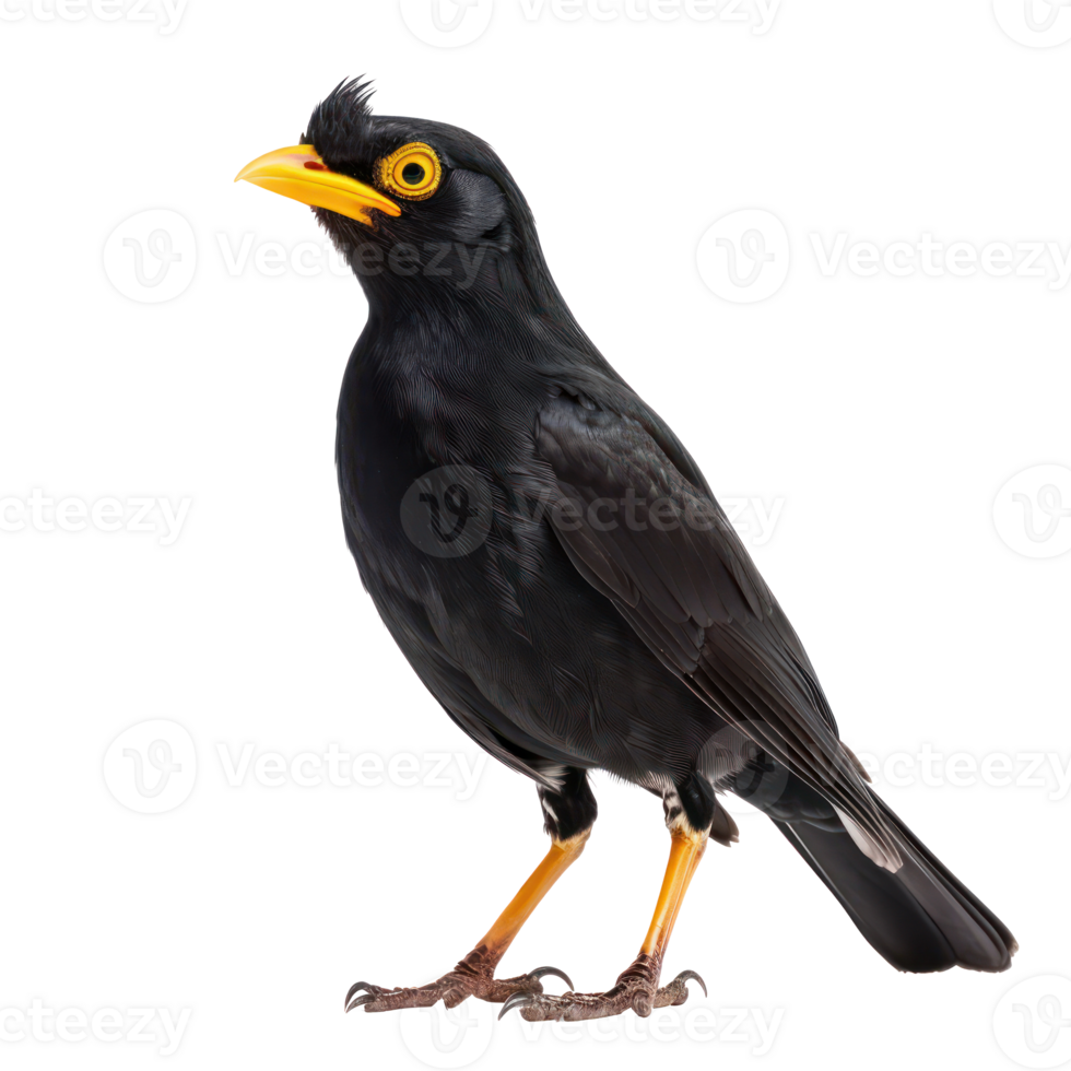 Myna side view full body isolate on transparency background png