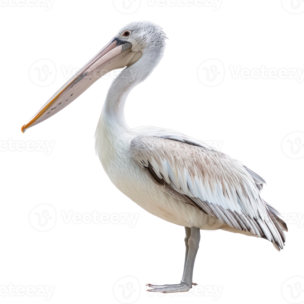 Pelican side view full body isolate on transparency background png