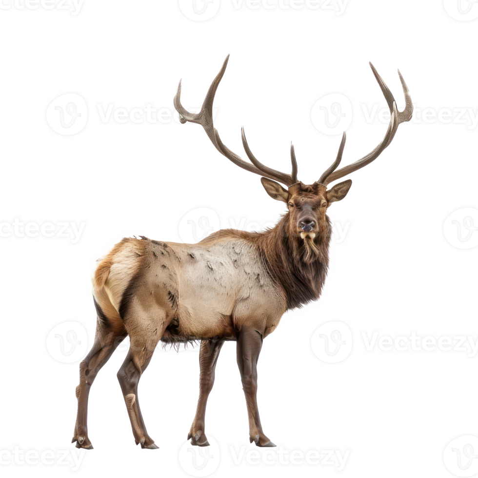 Elk front view full body isolate on transparency background png