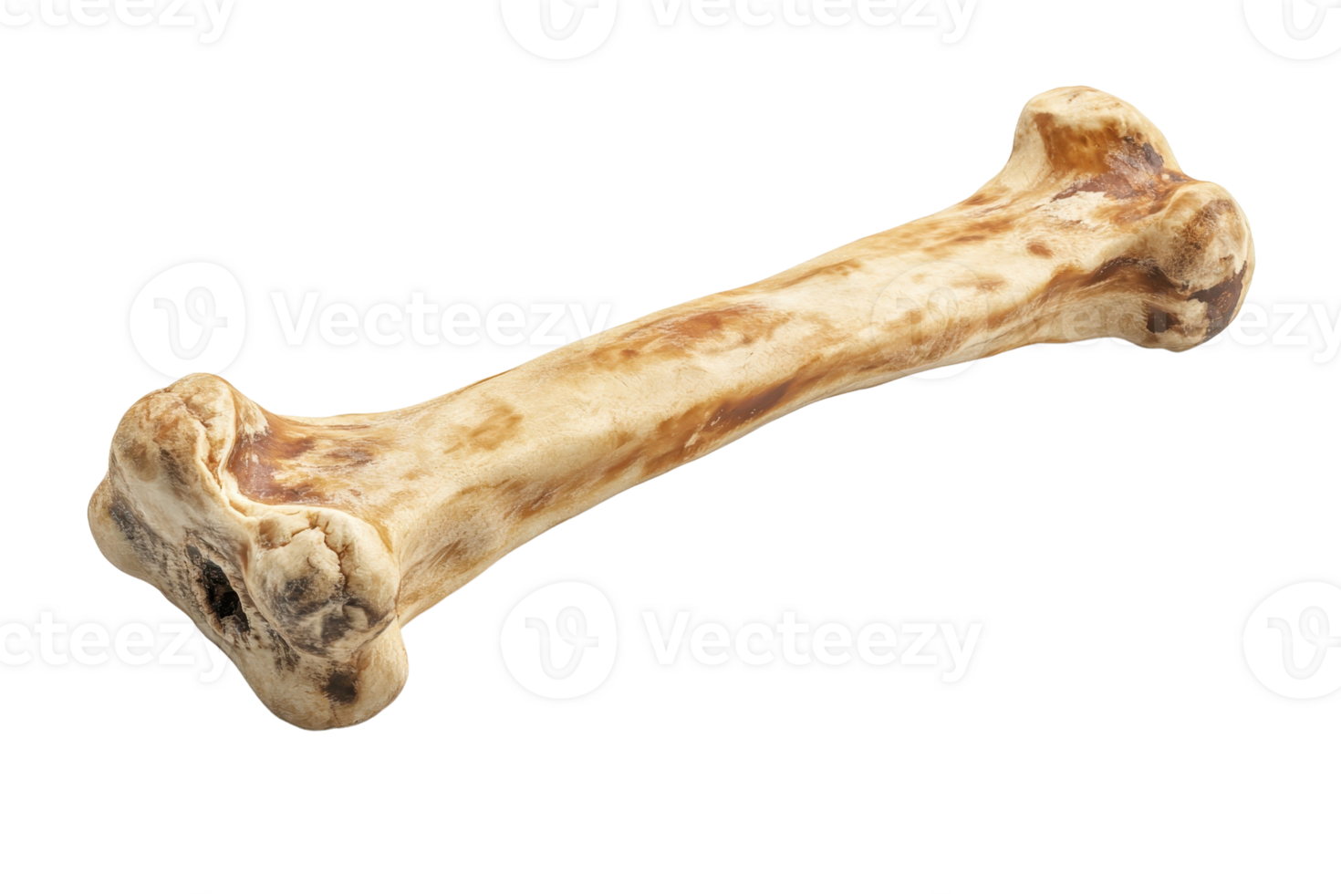 High-resolution image of a single bone against a transparent background. ideal for medical, educational, or pet-related projects and materials. png