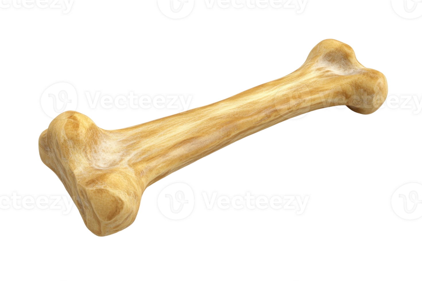 Realistic 3D rendering of a bone isolated on a transparent background. ideal for pet, veterinary, or paleontology-themed visuals and designs. png