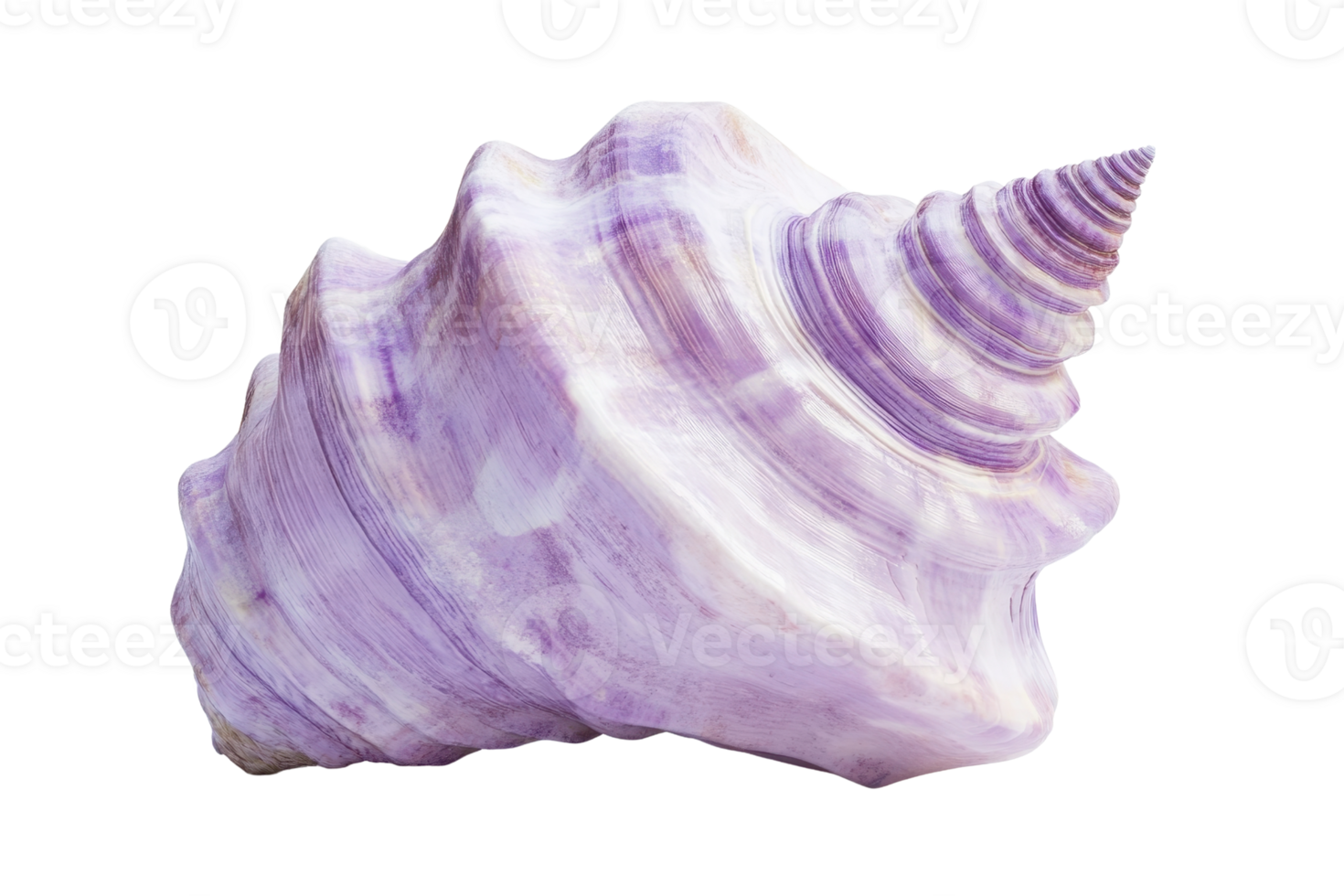 Close-up of a beautiful purple seashell isolated on a transparent background. Perfect for beach-themed decor and natural elements. png