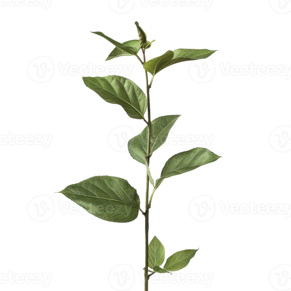 Isolated green plant with slender stem and leaves on a transparent background. perfect for botanical and natural-themed design projects. png