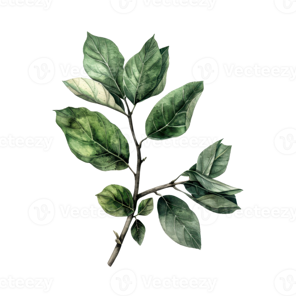 Illustration of a green leafy branch with realistic details, perfect for botanical designs, nature-themed projects, and environmental artwork. png