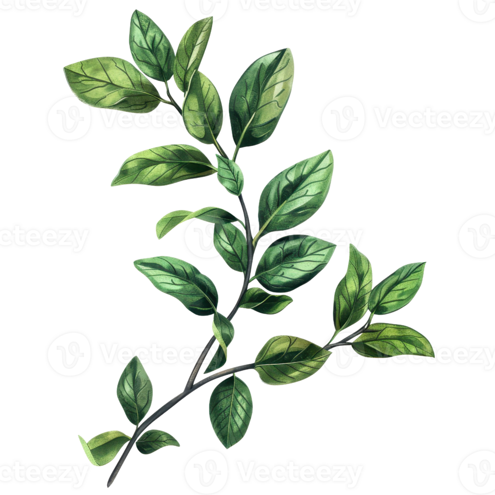 Illustration of a green leafy branch with multiple leaves, perfect for botanical designs, nature-themed projects, and floral backgrounds. png