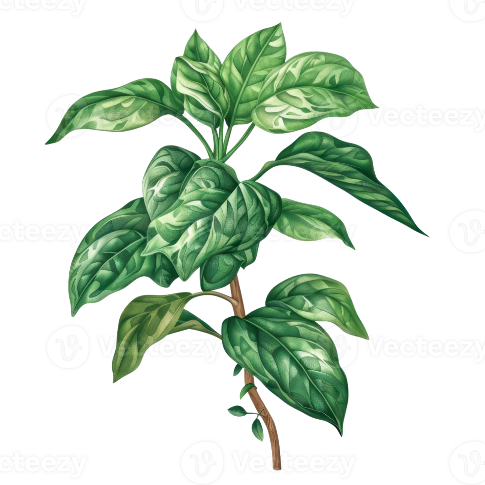 Illustration of a lush green plant with detailed leaves, isolated on a transparent background. Perfect for botanical and nature-themed projects. png