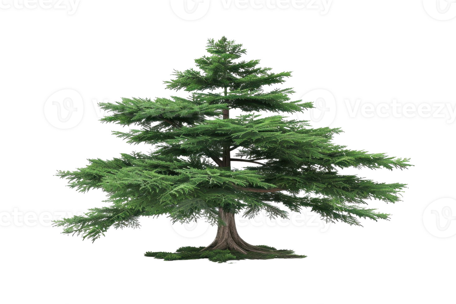 Beautiful isolated cedar tree with lush green foliage, perfect for nature-themed projects, backgrounds, and environmental visuals. png