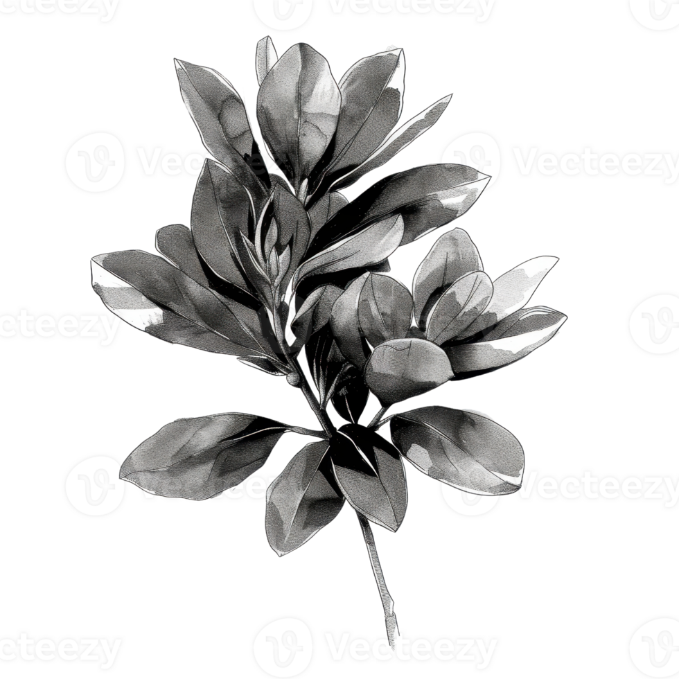 Black and white illustration of a detailed plant branch showcasing leaves with texture and shading for botanical art and design uses. png