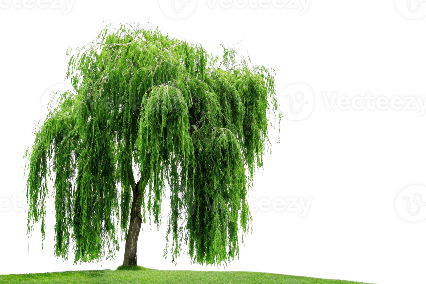 Beautiful, lush green weeping willow tree isolated on a transparent background. standing on a small patch of grass with cascading branches. png