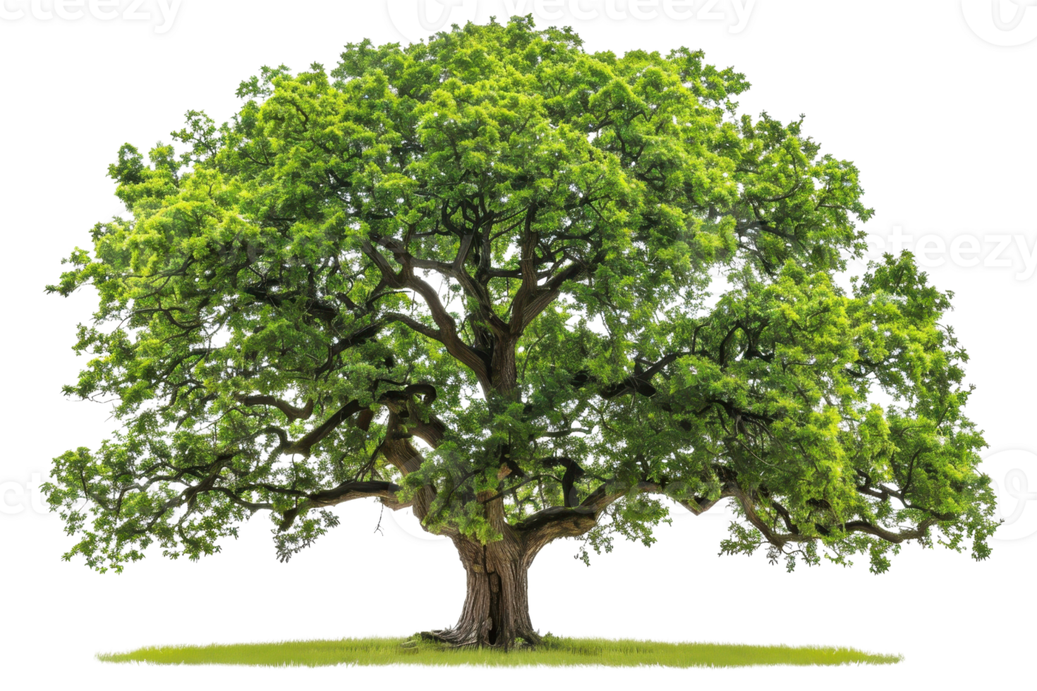 Beautiful lush green tree with widespread branches and dense foliage, isolated on a transparent background. perfect for nature and environmental projects. png