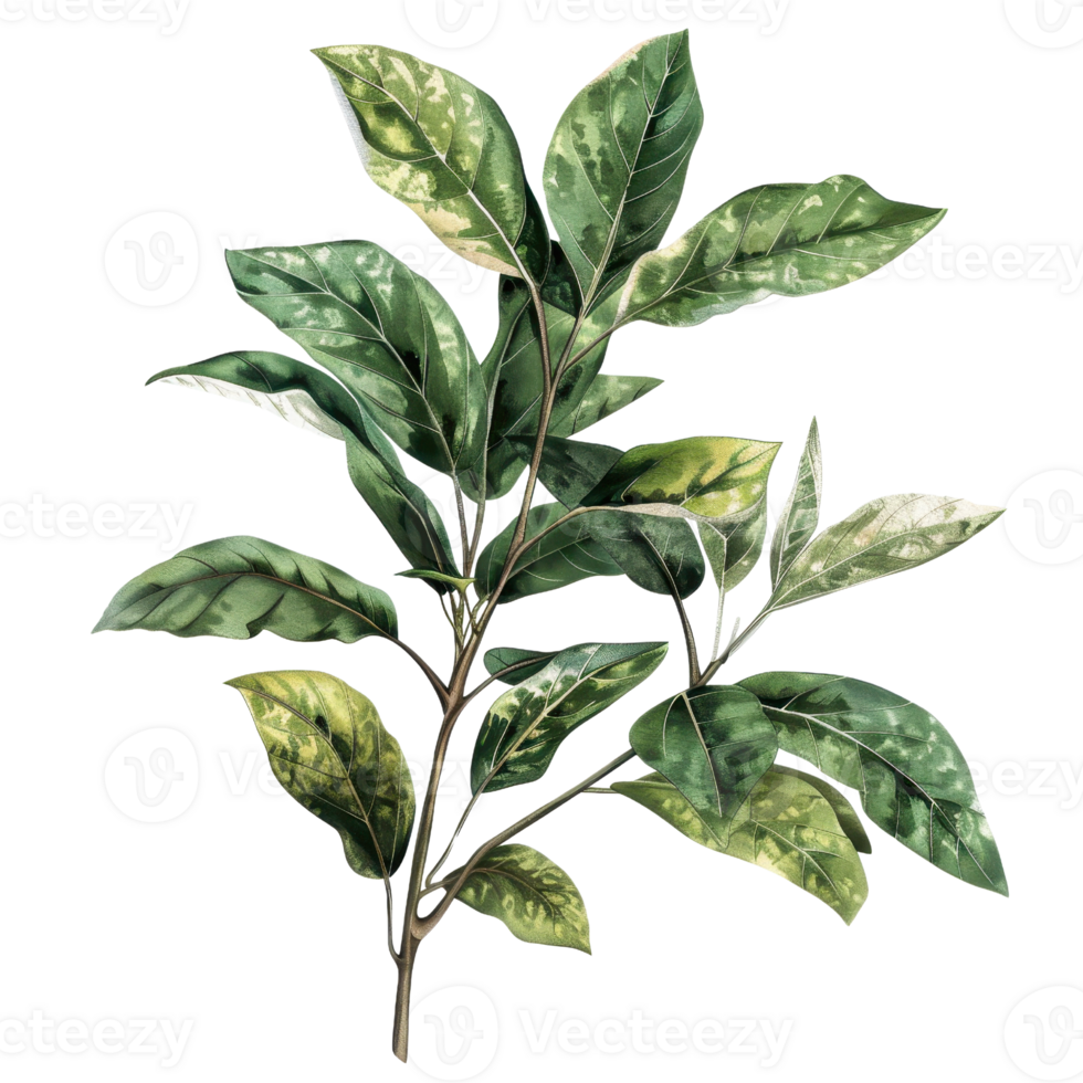 High-quality illustration of a green leafy plant, ideal for botanical designs, nature-themed projects, and educational use. png