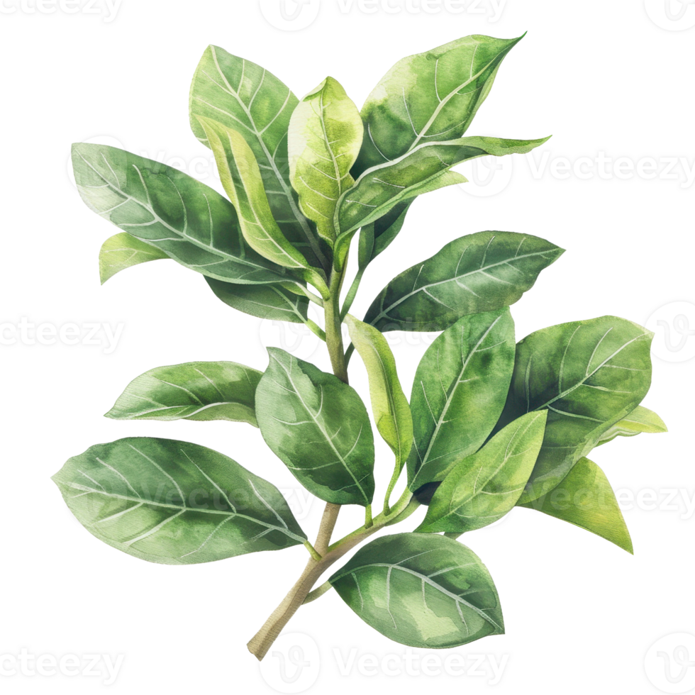 High-resolution image of a lush green leaf branch, perfect for natural and botanical themed projects and designs. png