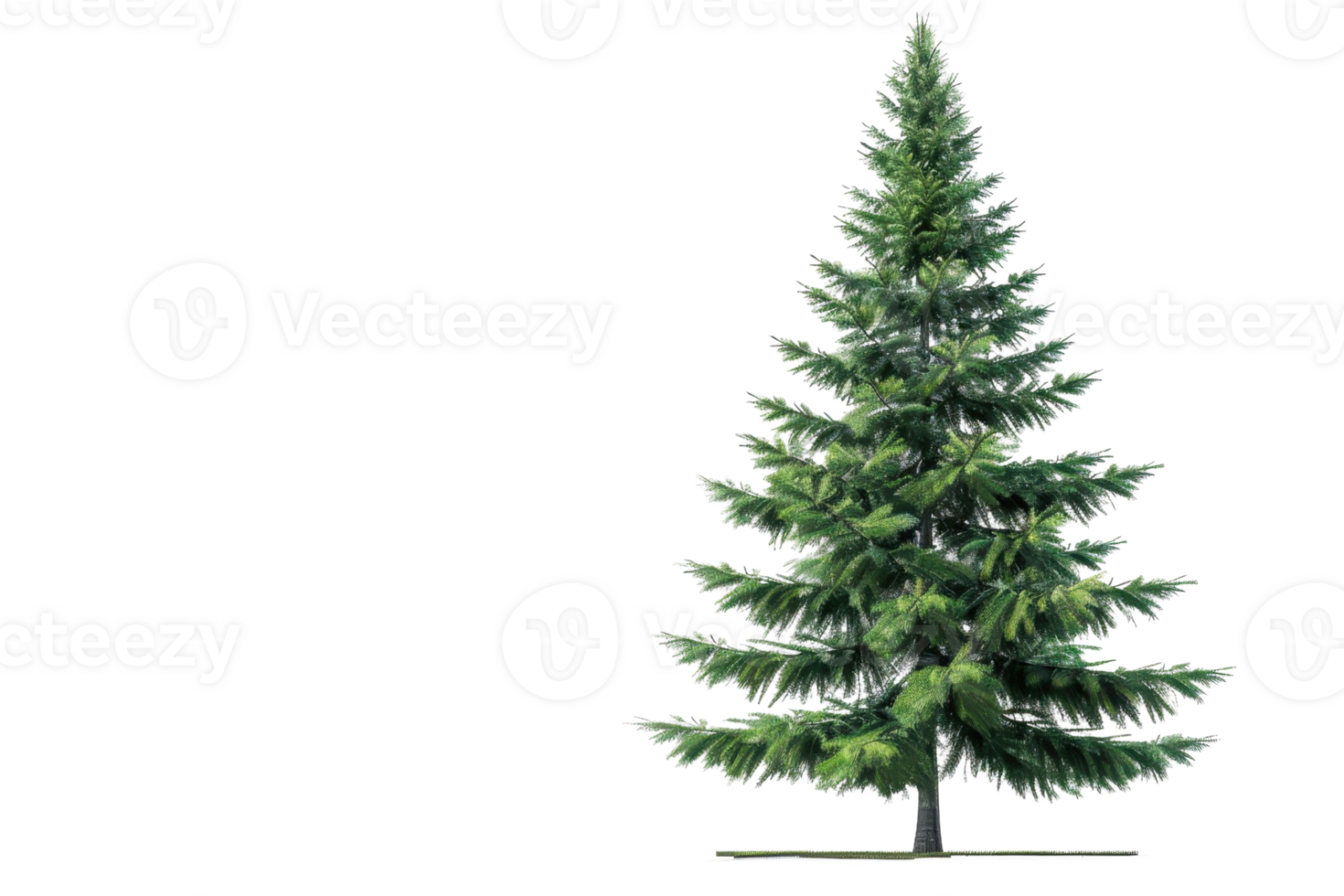 High-resolution image of a lush green pine tree, perfect for nature, holiday, or environmental themes in various projects. png