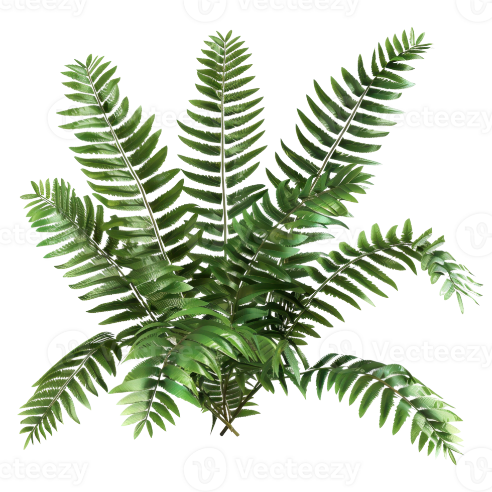 High-resolution image of a lush green tropical plant with detailed leaves, perfect for natural or botanical use. png