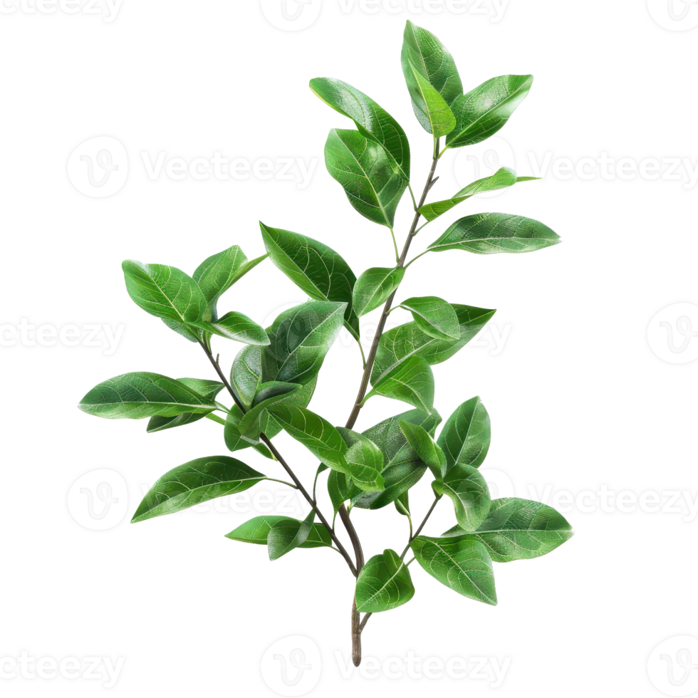 Close-up image of a green leafy plant with fresh, vibrant leaves, perfect for botanical and nature-themed stock photos. png