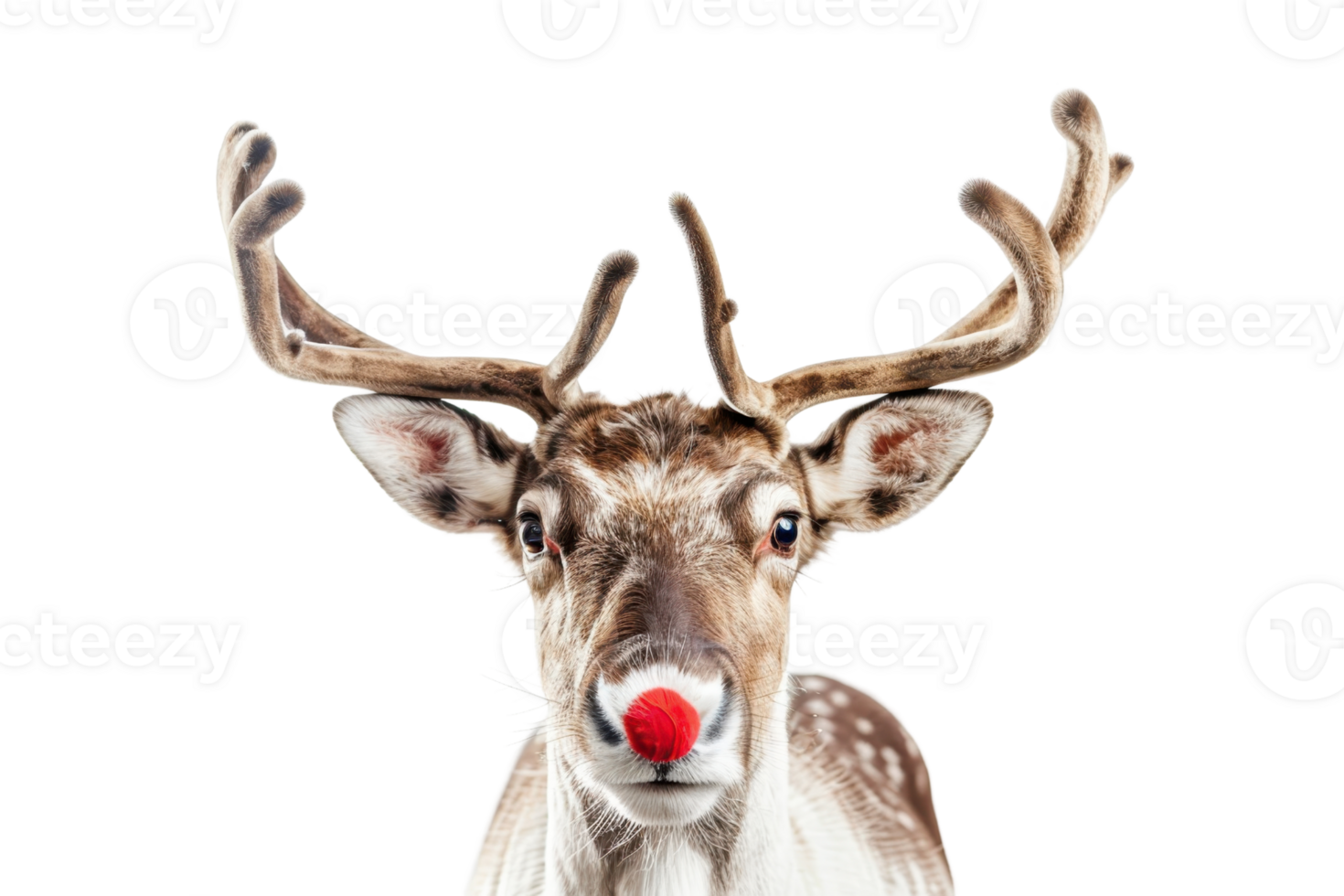Close-up of a reindeer with a red nose and large antlers on a transparent background. perfect for Christmas-themed projects and decorations. png