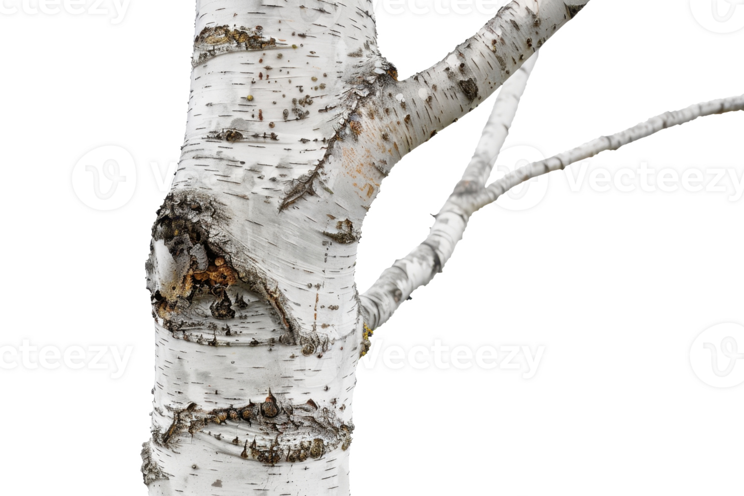 Close-up of a birch tree, showcasing the unique texture and pattern of its white bark, isolated on a transparent background. png