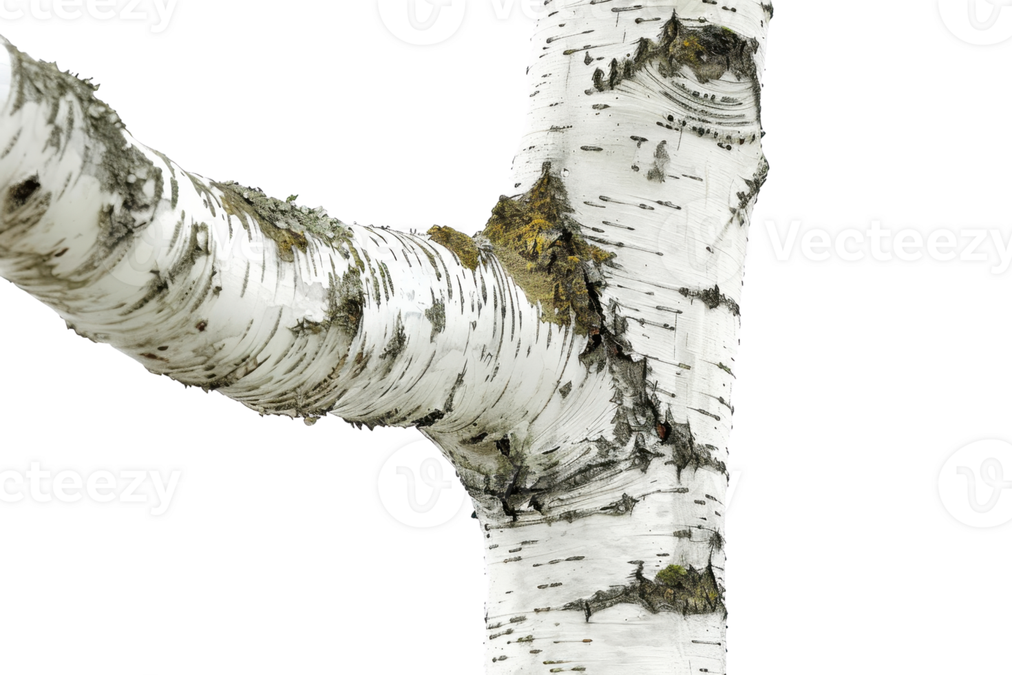 Close-up of a birch tree trunk with a branch extending, showcasing its white bark and natural texture. png