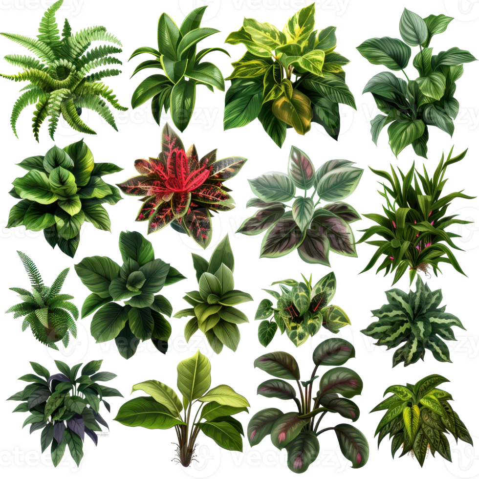 Collection of various lush, tropical houseplants with green and colorful leaves. Perfect for indoor gardening and home decor inspiration. png