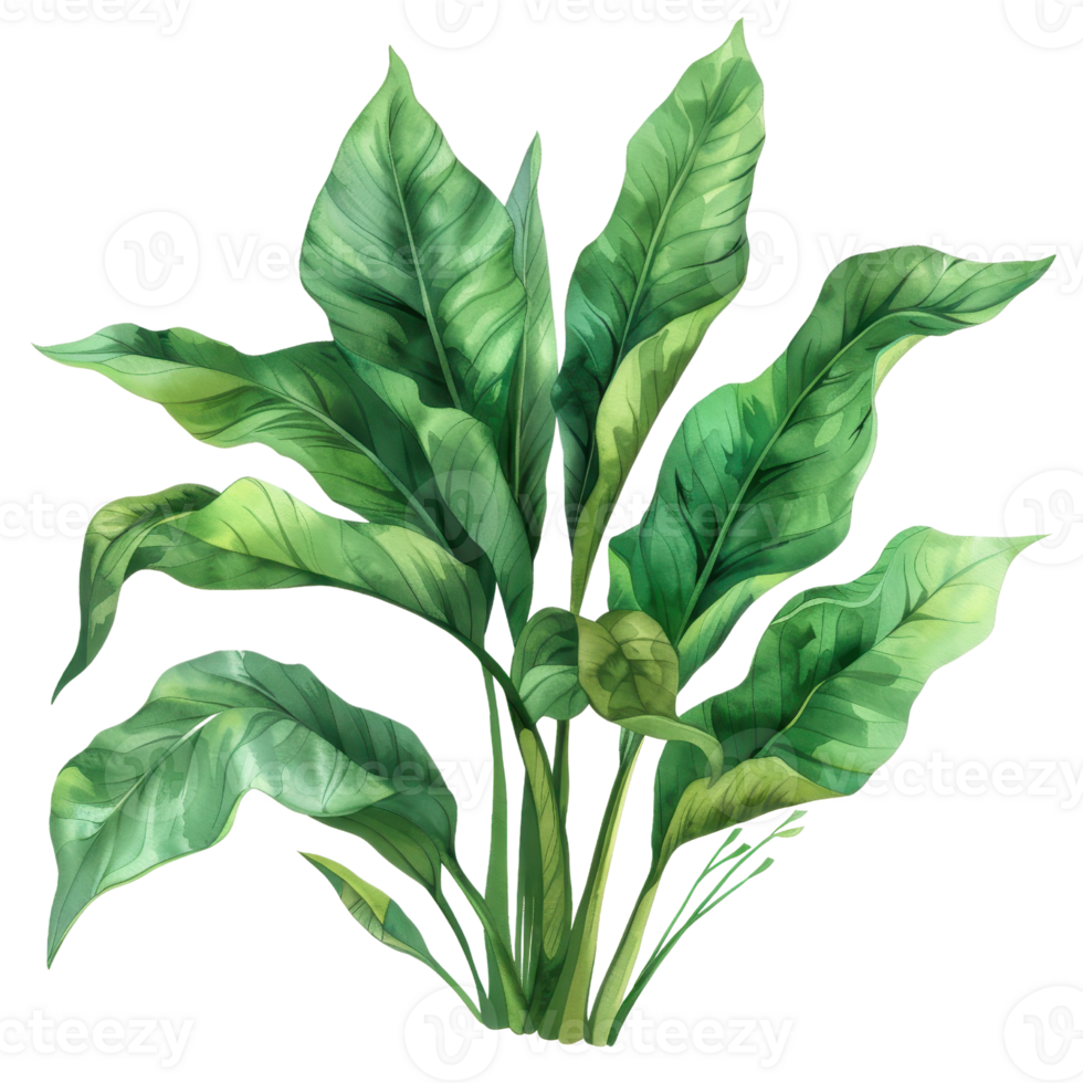 Digital illustration of a lush, green tropical plant with large leaves. Perfect for nature-themed designs and botanical elements. png