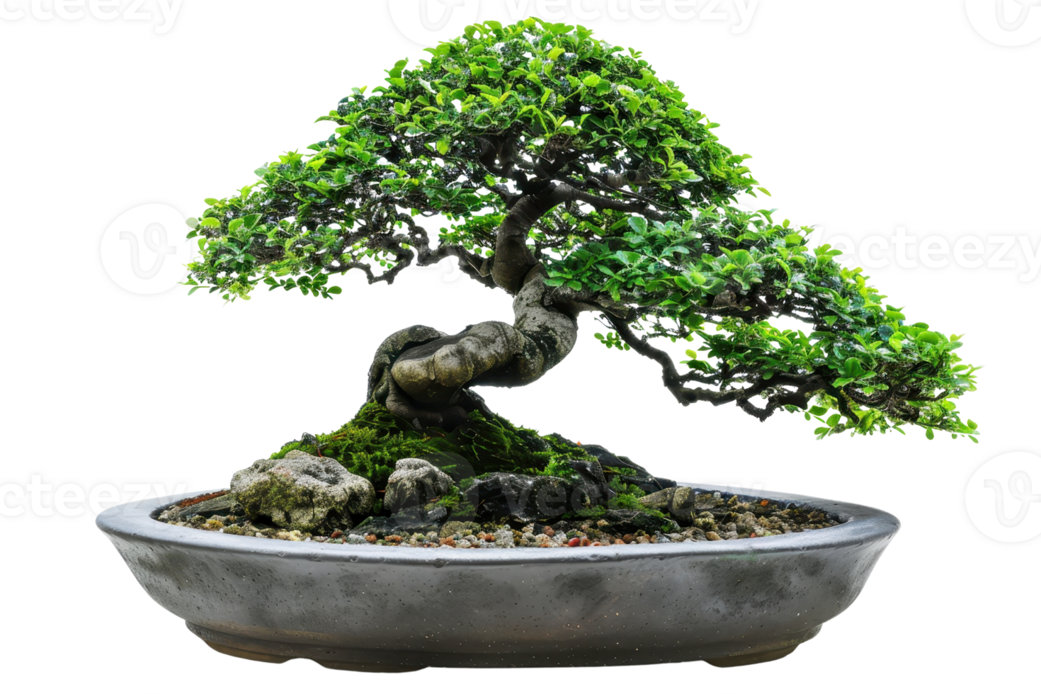 Elegant bonsai tree in a shallow pot, showcasing artistic miniature gardening with lush green foliage on a twisted trunk, isolated on white. png