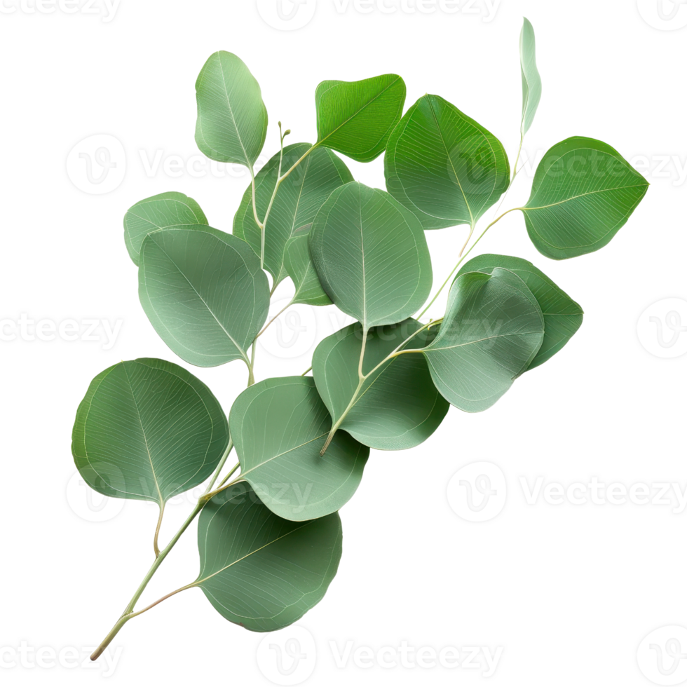 Fresh green eucalyptus leaves on a branch, ideal for natural decor, botanical designs, and eco-friendly projects. png