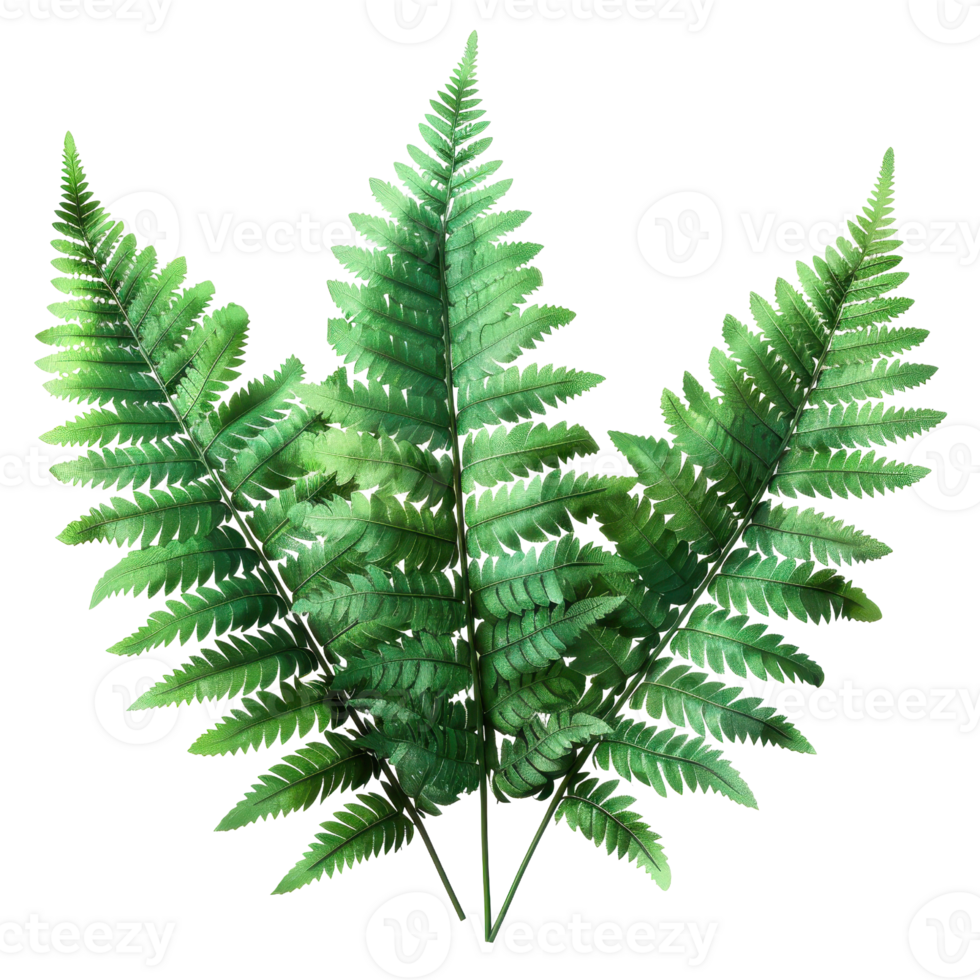 Green fern plant isolated on a transparent background. perfect for natural, botanical, and garden-related designs and projects. png