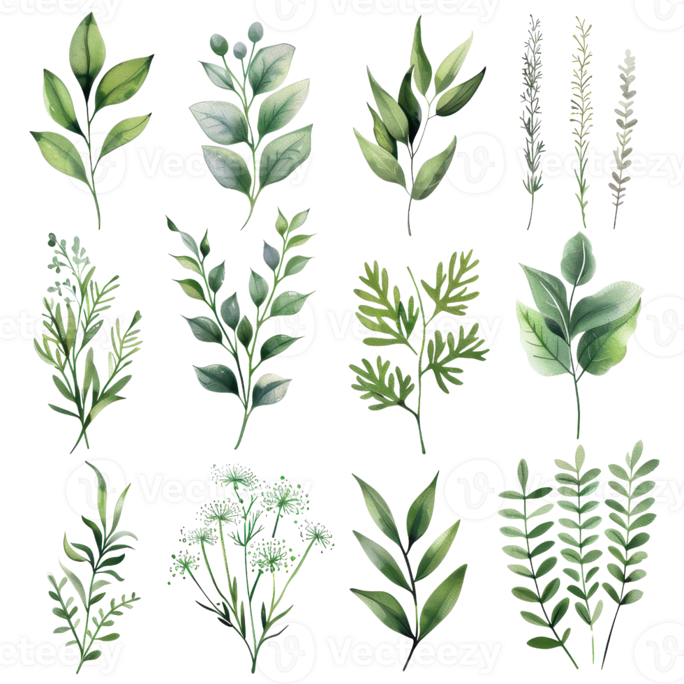 Illustration of various green herbs and plants, perfect for botanical, nature, and gardening themes. png
