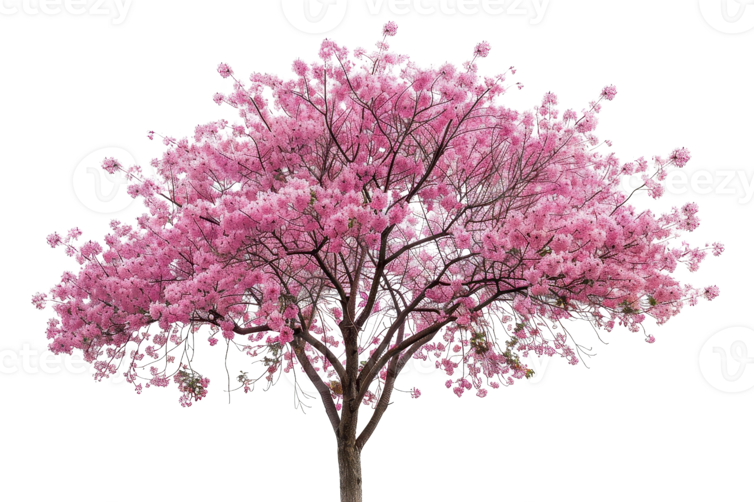 Beautiful blooming pink tree isolated on transparent background. showcasing vibrant spring blossoms and lush foliage. png