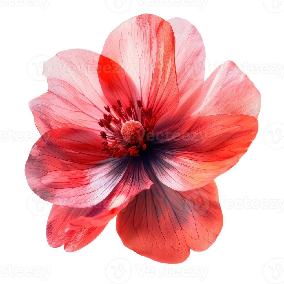 Beautiful red and pink flower with delicate petals and intricate details, isolated on transparent background. perfect for nature and floral themes. png