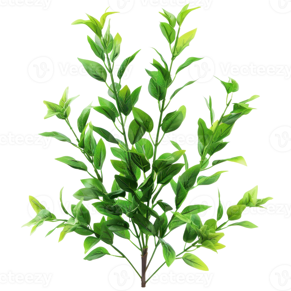 Vibrant green plant with thick leaves, isolated on transparent background. Perfect for botanical, nature, and gardening concepts. png