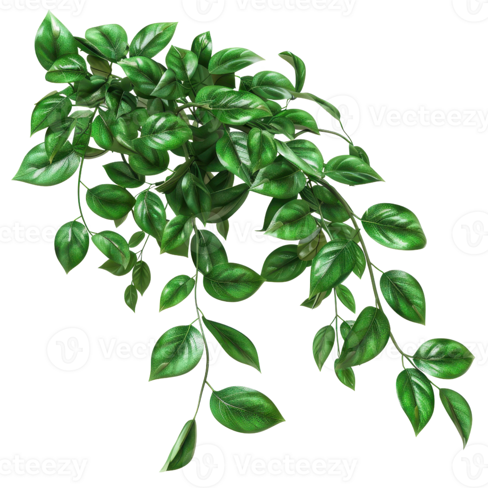 Vibrant green leaves on a cascading vine, ideal for nature-themed designs and backgrounds. png