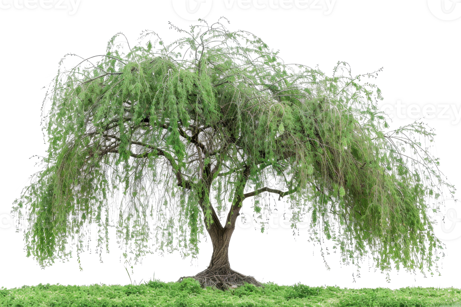 A majestic weeping willow tree with vibrant green foliage and a sturdy trunk, isolated on a transparent background. with grass at the base. png