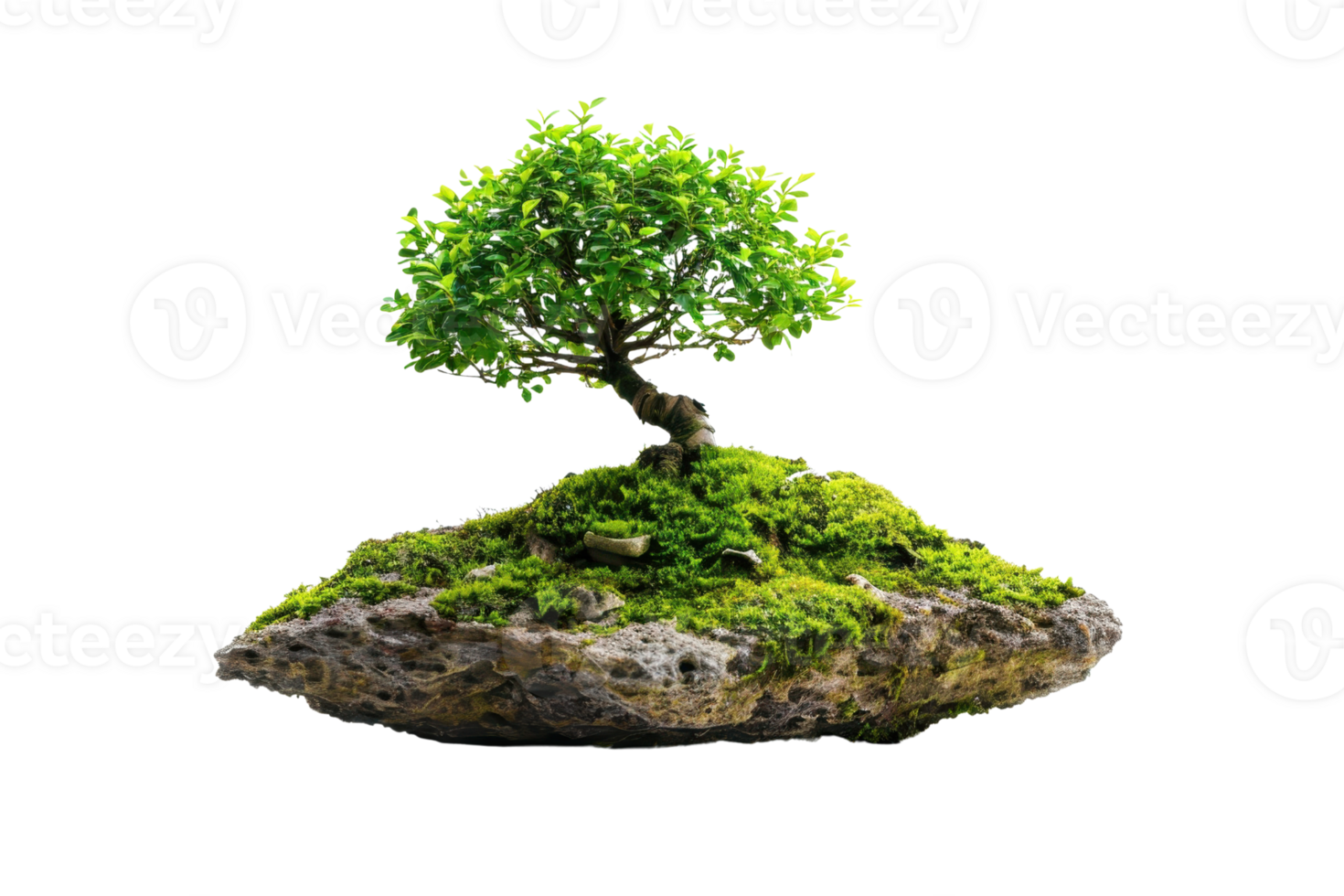 A small, lush bonsai tree growing on a rock covered in green moss, showcasing nature and tranquility on a transparent background. png