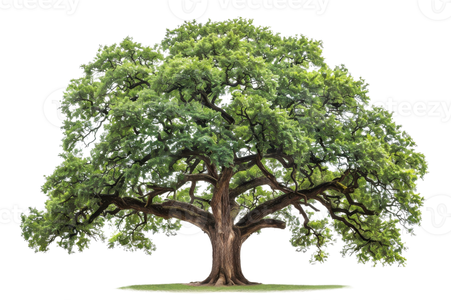 A majestic oak tree with sprawling branches and lush green leaves, isolated on a transparent background. Perfect for nature, environment, or botanical uses. png