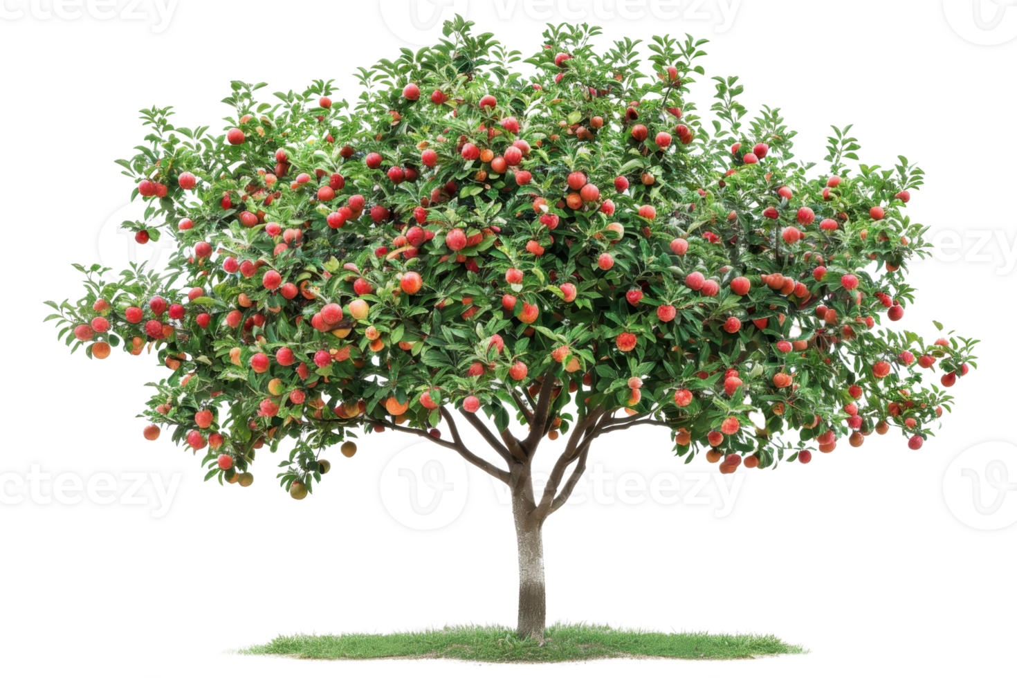 A lush apple tree full of ripe red apples, showcasing the abundance of nature and the beauty of fruit-bearing trees in a vibrant orchard. png