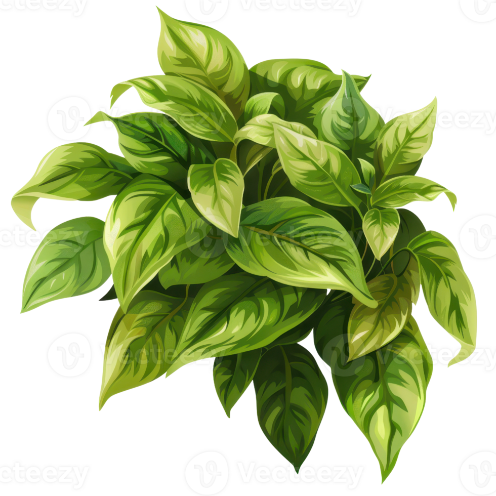 A vibrant green foliage plant with large leaves, perfect for indoor or outdoor decoration and adding a touch of nature to any space. png