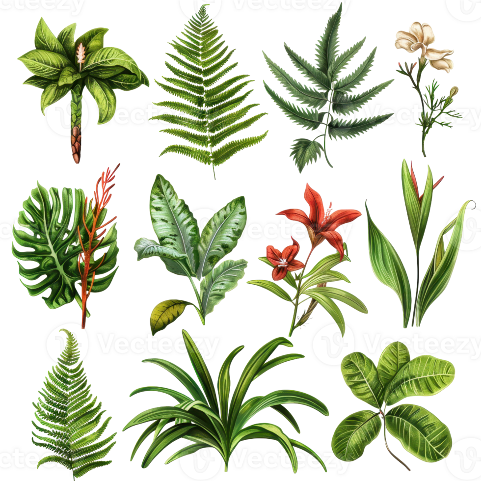A collection of various tropical plants and flowers, perfect for botanical illustrations, garden designs, and nature-inspired projects. png