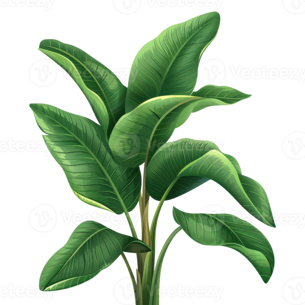 A lush green plant with large, vibrant leaves beautifully depicted against a transparent background. perfect for nature-themed projects. png