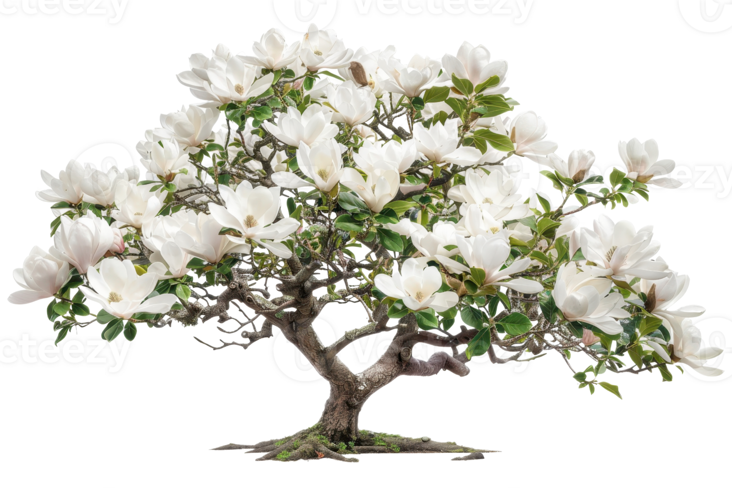 Beautiful blooming magnolia tree with white flowers in full bloom, perfect for gardening and nature inspirations. png