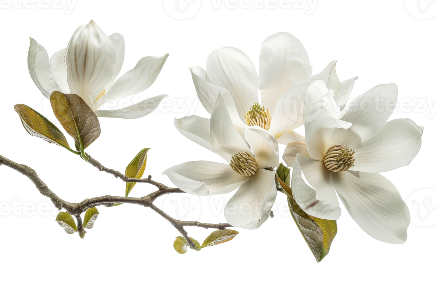 Close-up of white magnolia flowers on a branch, showcasing the delicate petals and natural beauty of spring blossoms. png