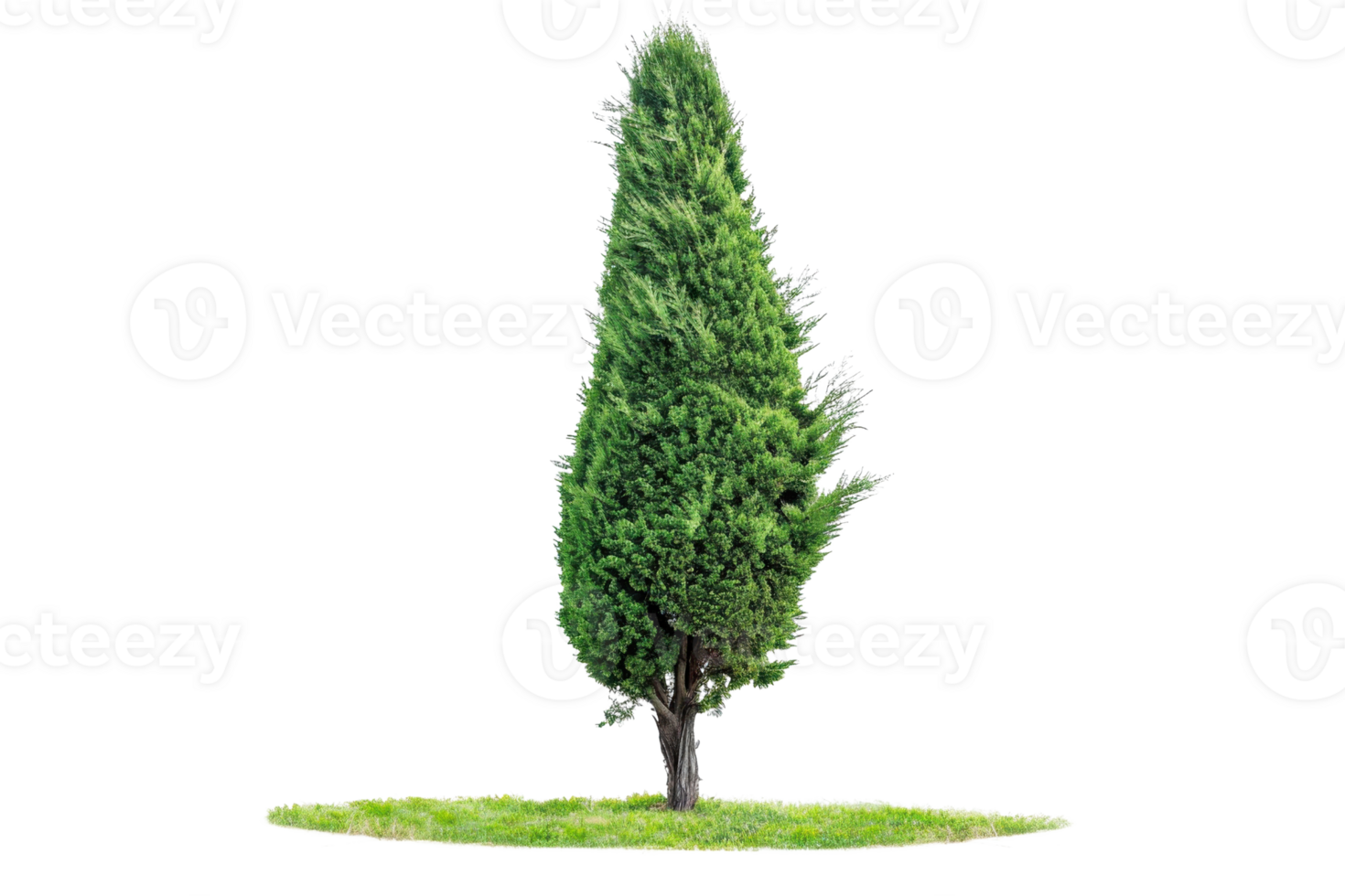 Tall green cypress tree standing alone on a patch of grass, against a transparent background. Ideal for landscaping and nature-themed projects. png