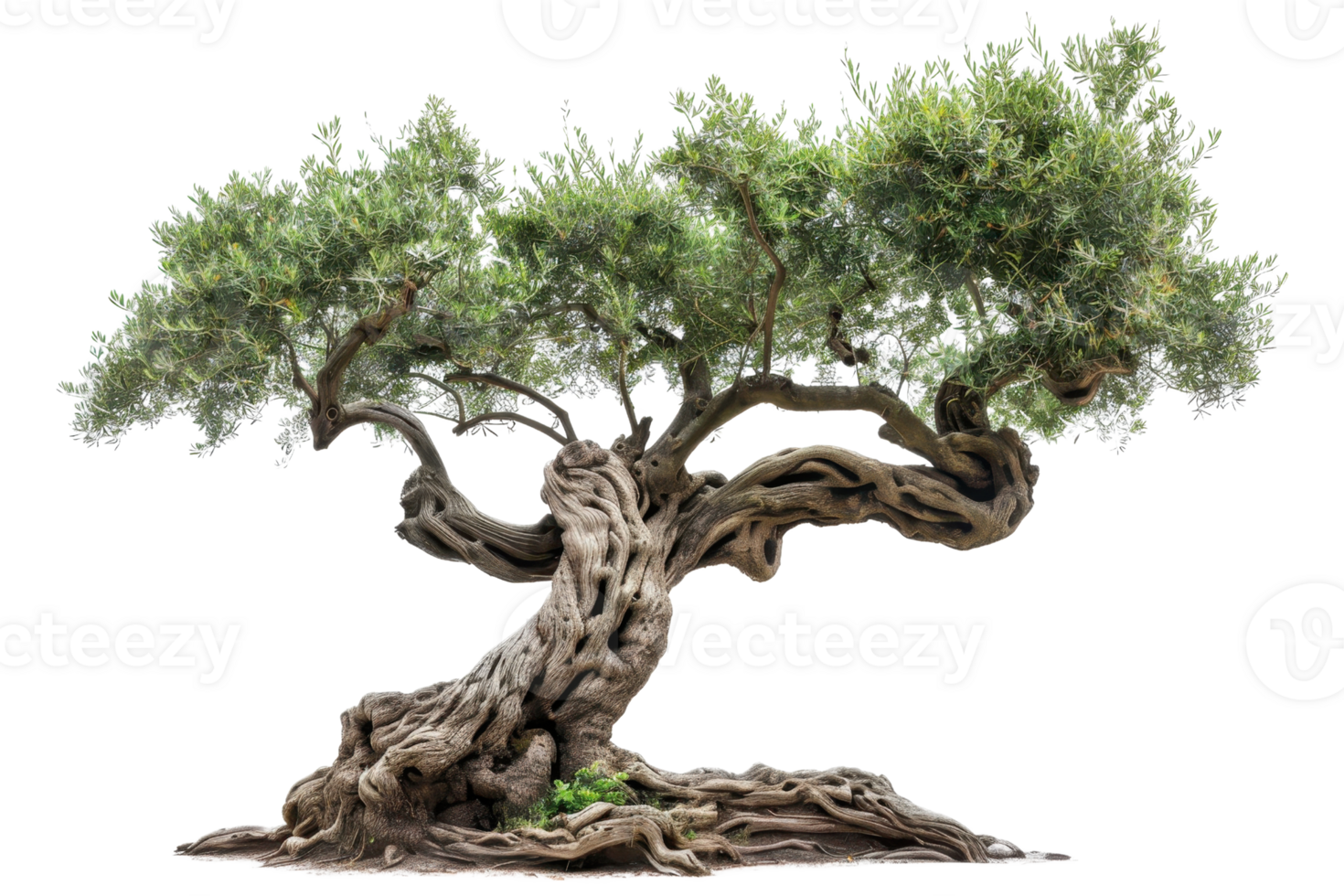 Ancient olive tree with intricate gnarled trunk and lush green foliage against transparent background. showcasing nature's beauty and resilience. png
