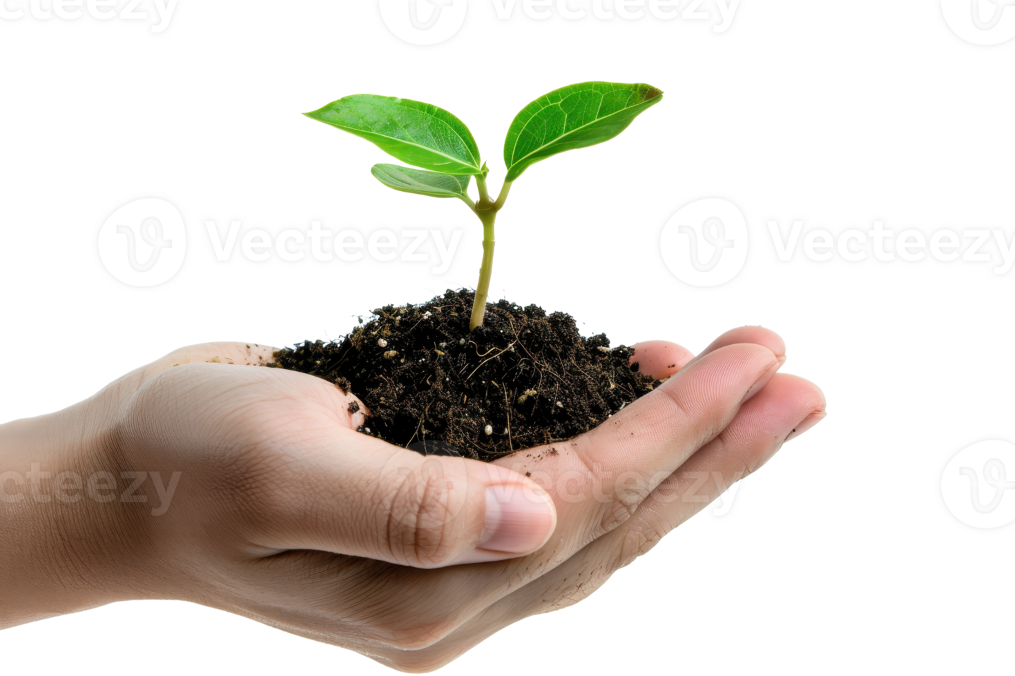 A small green plant with fresh leaves growing in soil, being gently held in human hands, symbolizing care and growth. png