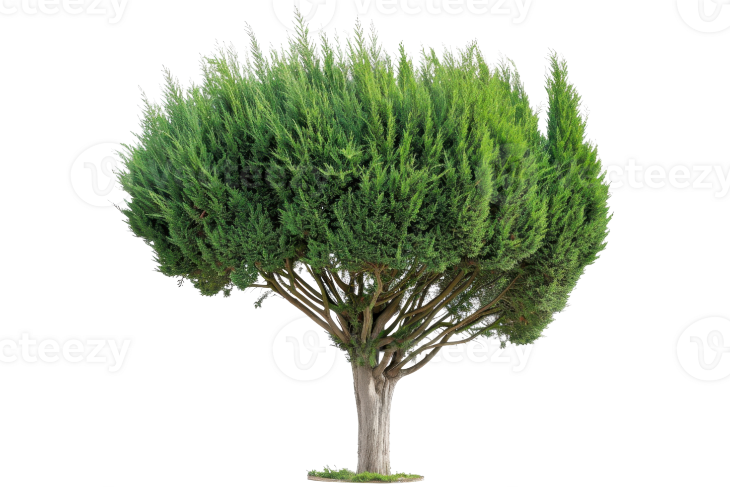 Isolated tree with dense green foliage against a transparent background. Perfect for nature and landscape themes. png