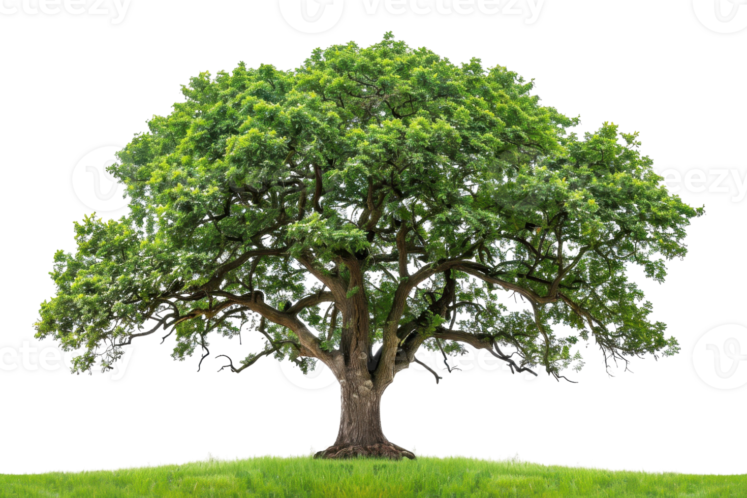 Majestic tree with lush green foliage, set against a clear sky, symbolizing strength, nature's beauty, and tranquility. Perfect for backgrounds. png