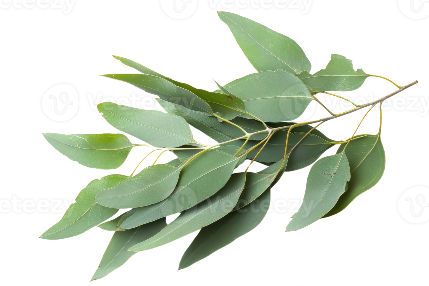 Close-up of fresh eucalyptus leaves on a branch. Vibrant green foliage perfect for natural, botanical, and health-related themes. png
