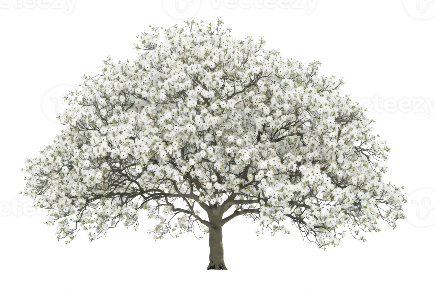 Beautiful blooming tree with white flowers in full bloom against a transparent background. ideal for spring-themed designs. png