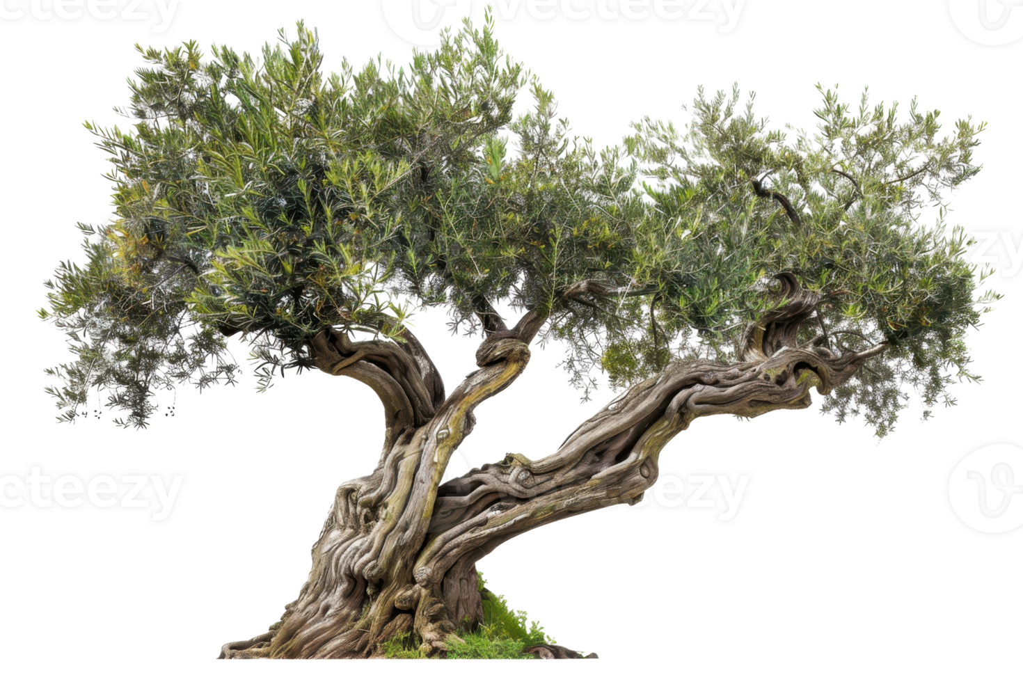 Ancient olive tree with twisted trunk and lush green leaves, showcasing natural beauty and resilience in a stock photo. png