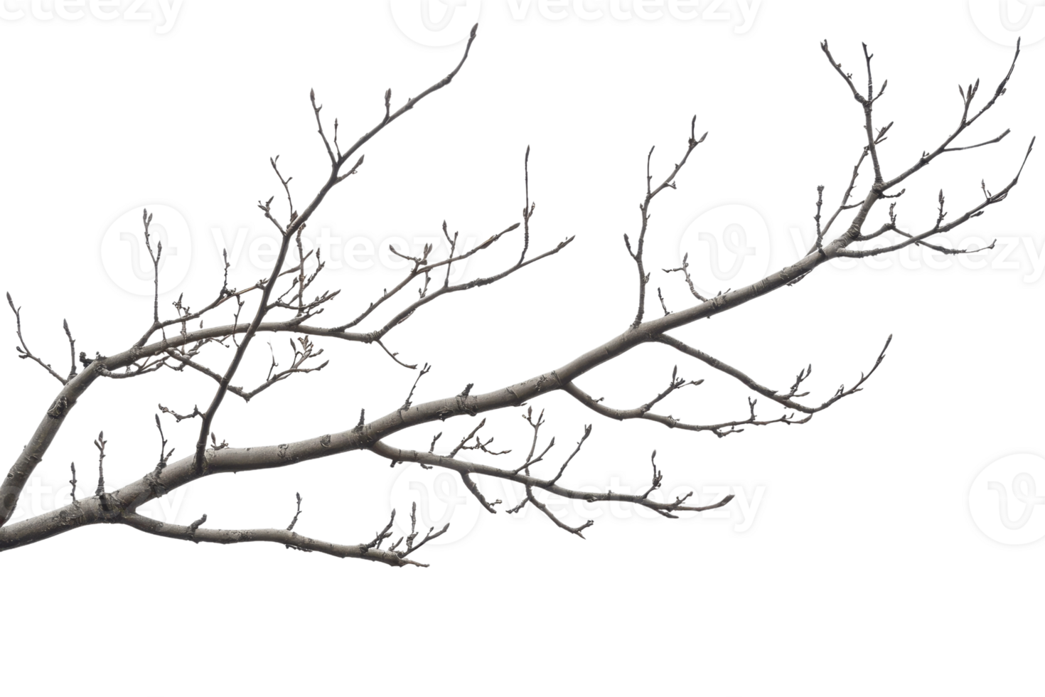 A detailed close-up image of a bare tree branch against a transparent background, perfect for nature and minimalist design contexts. png